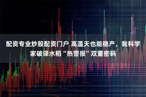 配资专业炒股配资门户 高温天也能稳产，我科学家破译水稻“热警报”双重密码