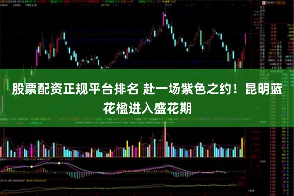 股票配资正规平台排名 赴一场紫色之约！昆明蓝花楹进入盛花期
